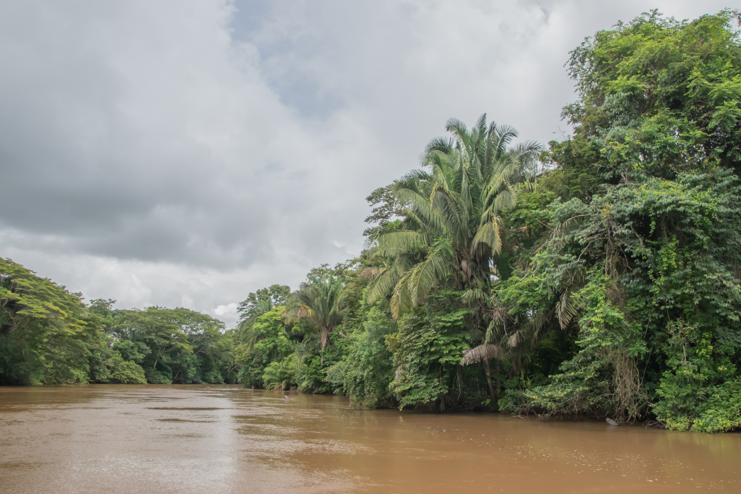 caño negro (4).webp